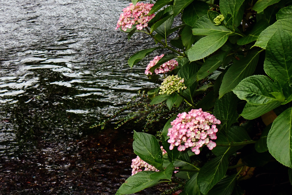 中山道 おたふく紫陽花