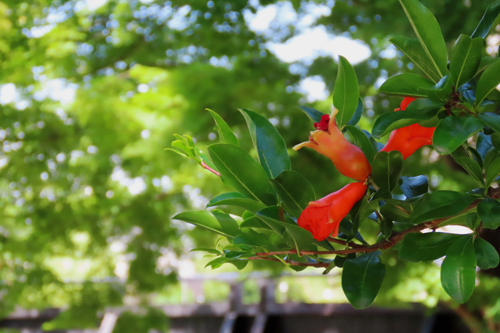 花ザクロ