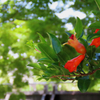 花ザクロ