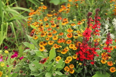 夏の花壇