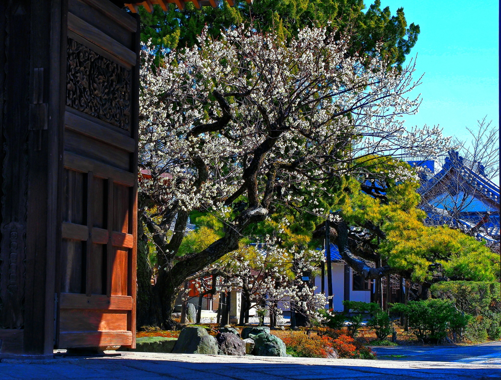 山門の松梅