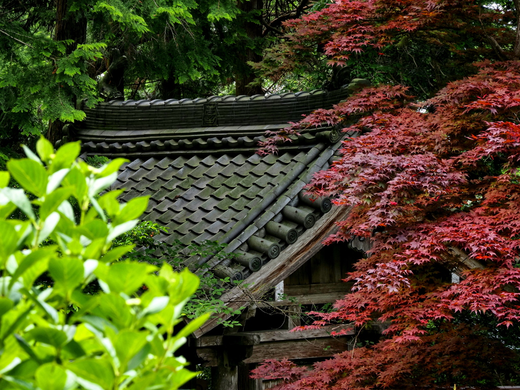 春紅葉  善教寺 ２