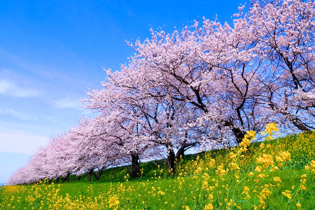 木曽長良背割堤の桜