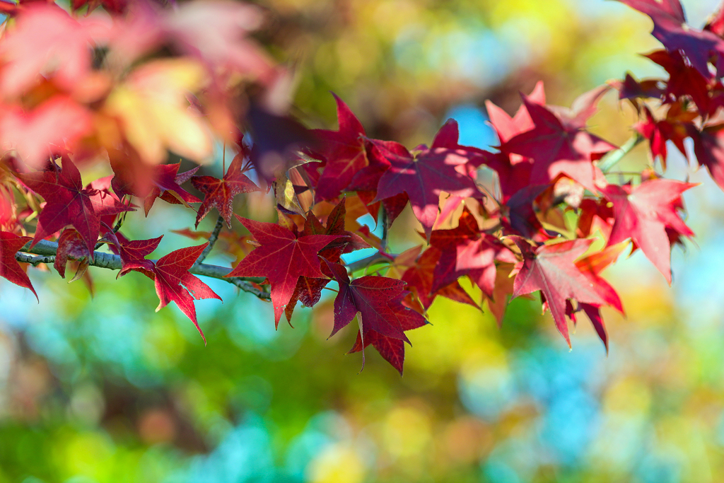 モミジバフウ（紅葉葉楓）