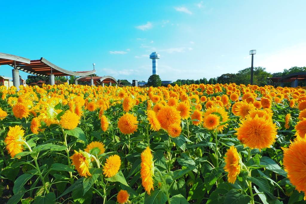 八重咲ひまわり