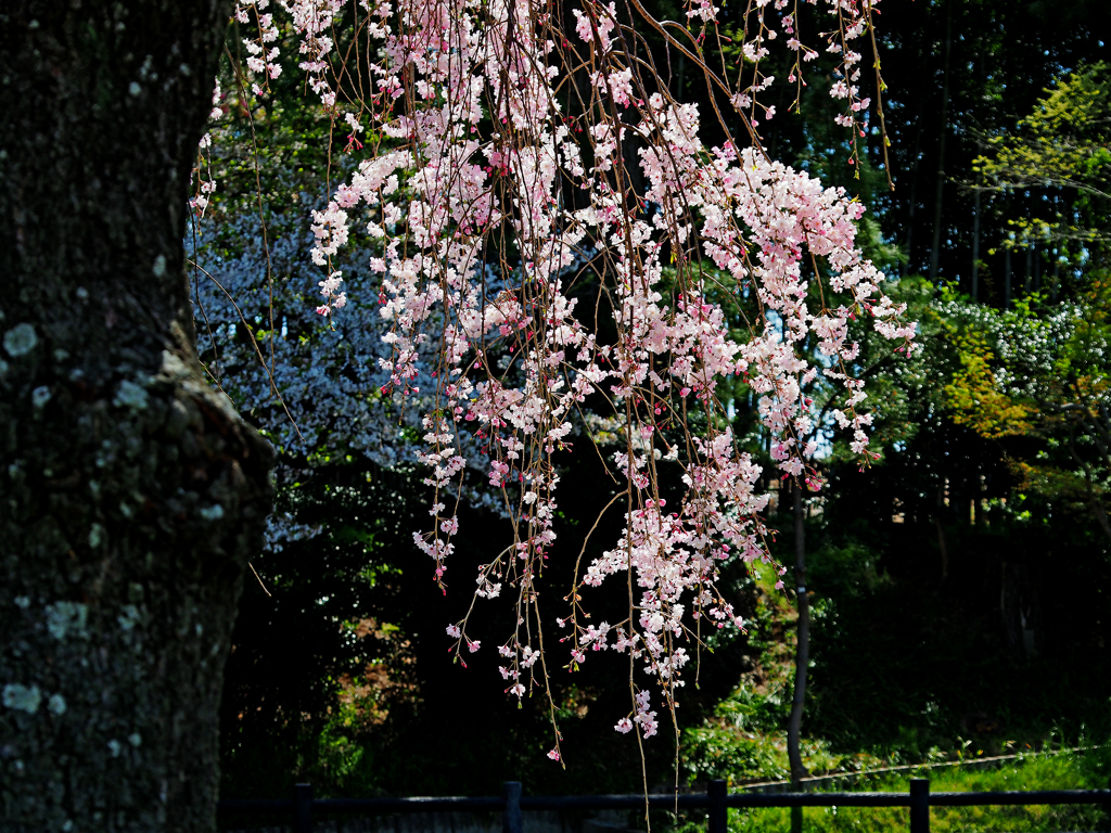  Weeping cherry