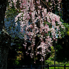  Weeping cherry