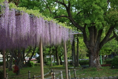 藤
