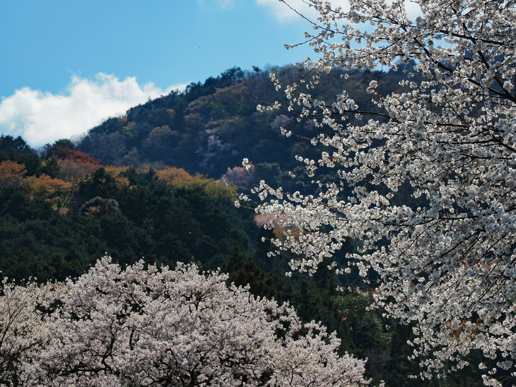 里山の桜