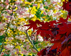 春紅葉2
