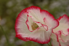フリフリな花