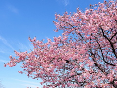 河津桜と空