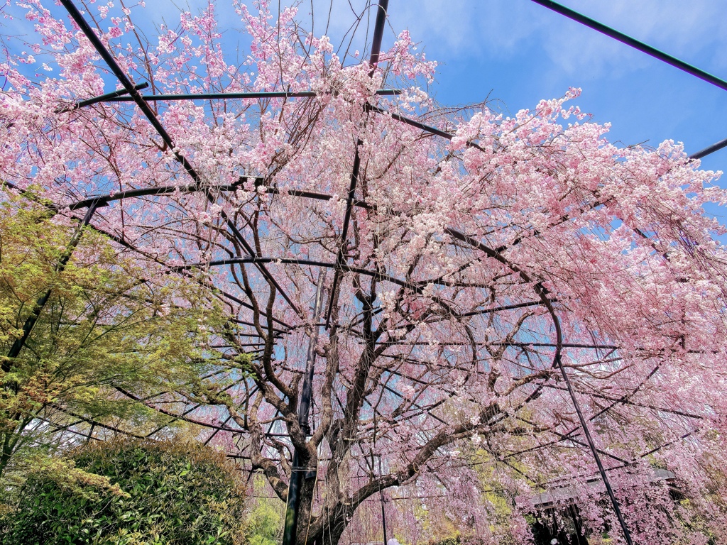 しだれ桜