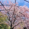 しだれ桜