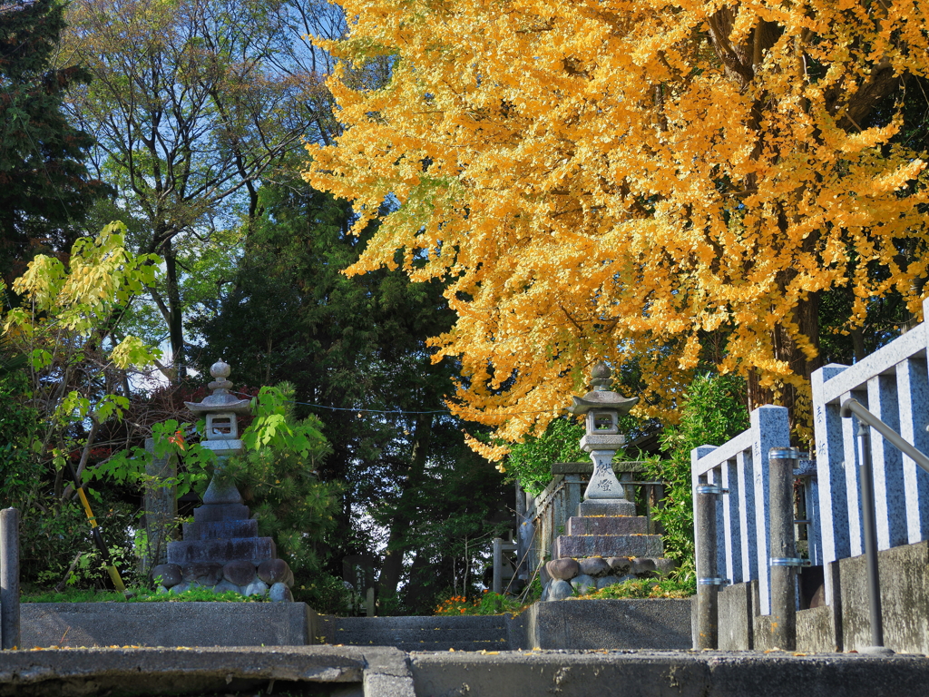 御岳神社のイチョウ