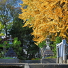 御岳神社のイチョウ