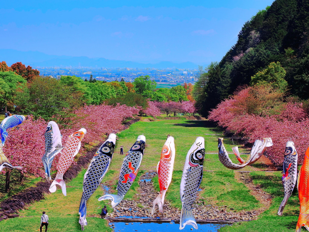 八重桜と鯉のぼり