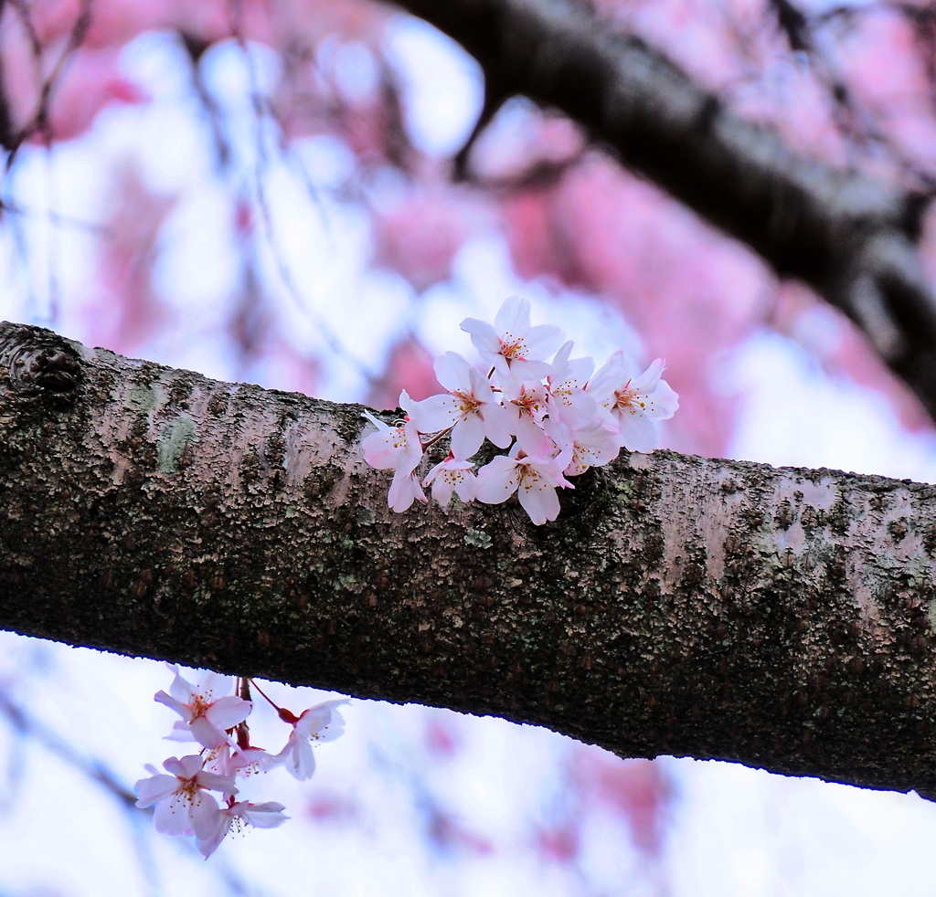 胴吹き桜