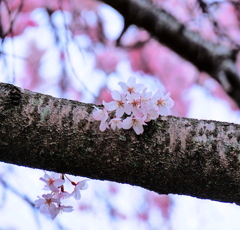 胴吹き桜