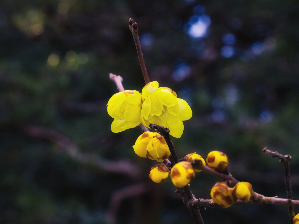 花香る