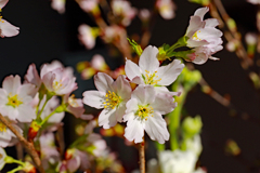 啓翁桜