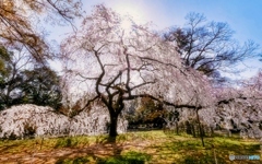 朝日に照らされる糸桜