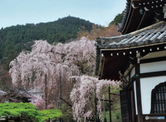 遊龍の松と桂昌院しだれ桜