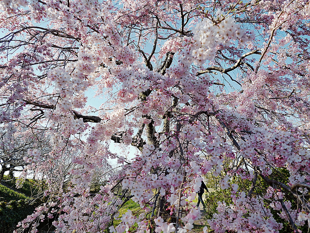 しだれ桜