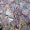 しだれ桜