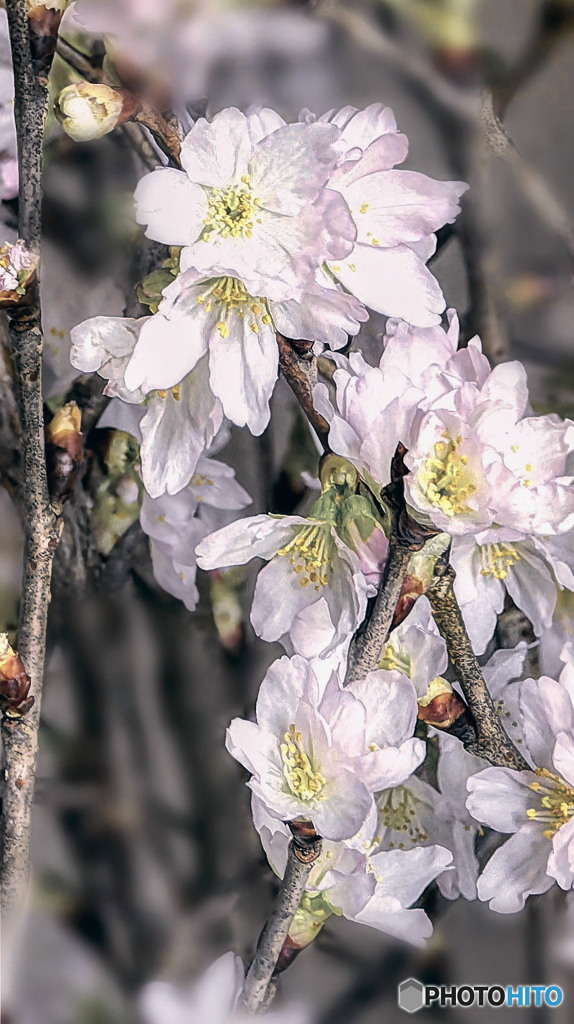 雪どけの桜