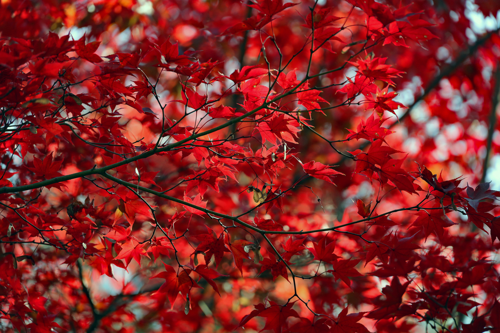 真っ赤に 紅葉４