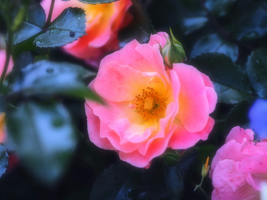 名もなき薔薇