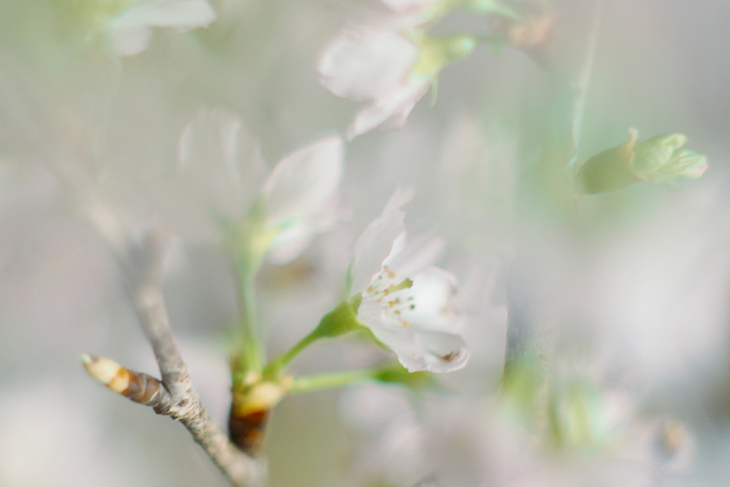 啓翁桜2