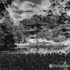勧修寺 氷池園　蓮葉枯れ静かに佇む