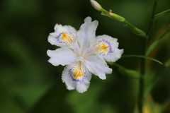 シャガの花