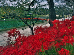 彼岸花と赤い橋