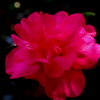 アリと山茶花２
