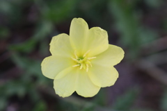 松宵草