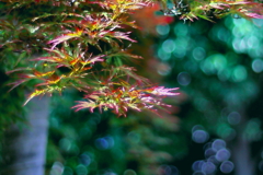 青紅葉