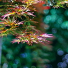 青紅葉