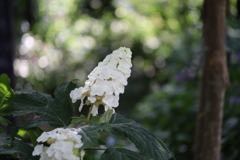 柏葉紫陽花