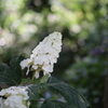 柏葉紫陽花