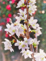 啓翁桜（けいおうざくら）