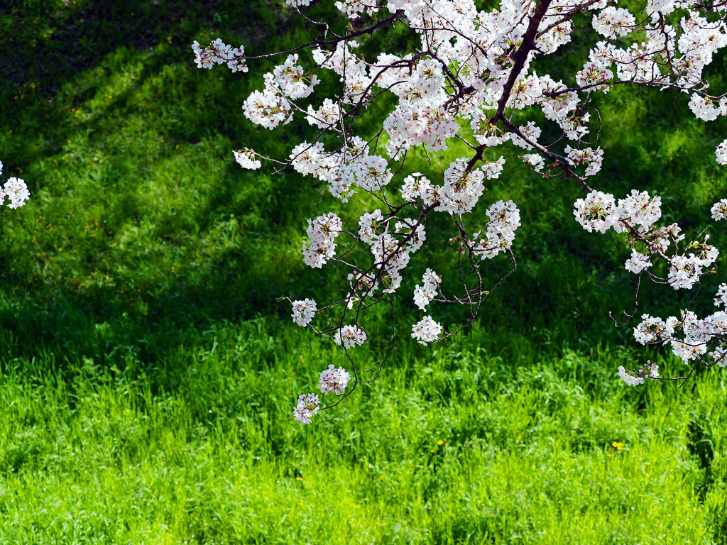 御堀と桜 ４