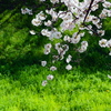 御堀と桜 ４