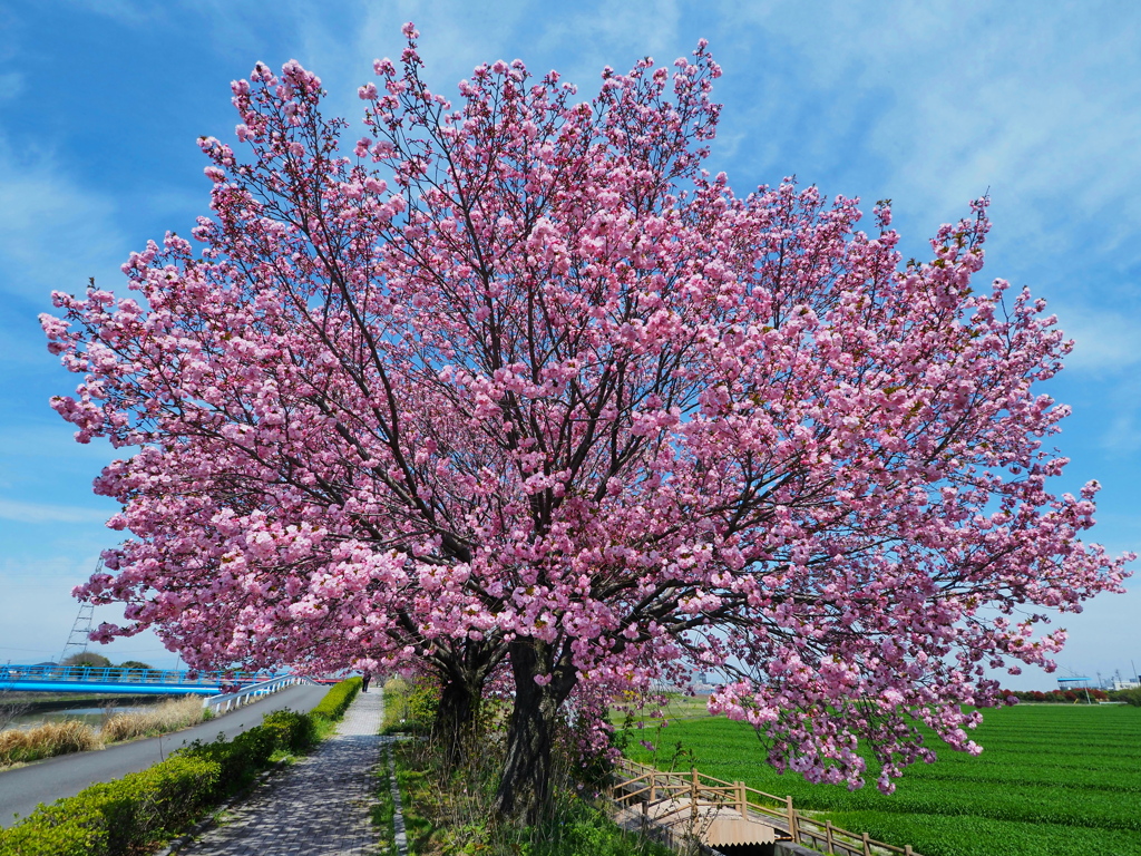 八重咲桜