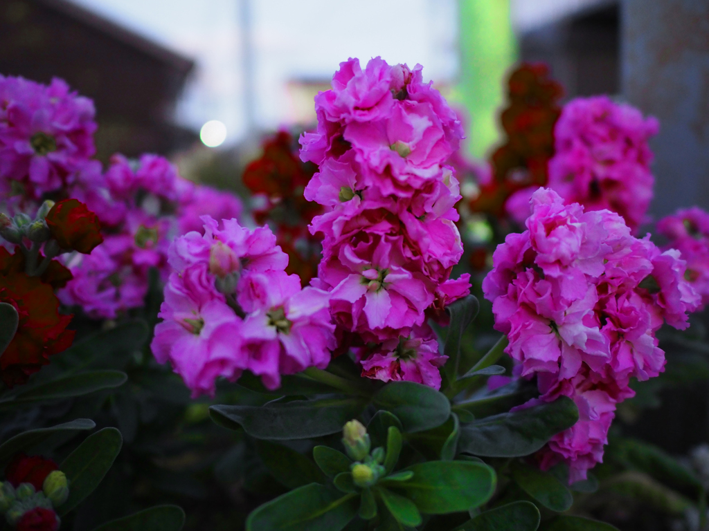 夕方の花壇