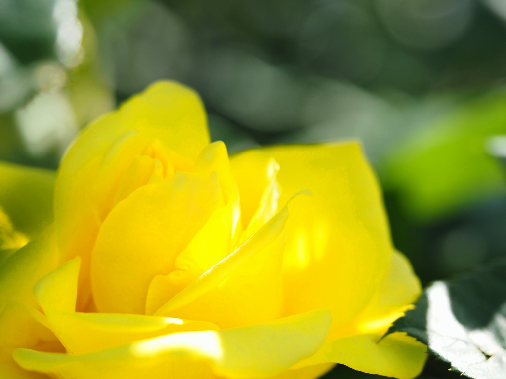 Yellow rose