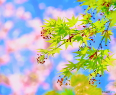 晩春