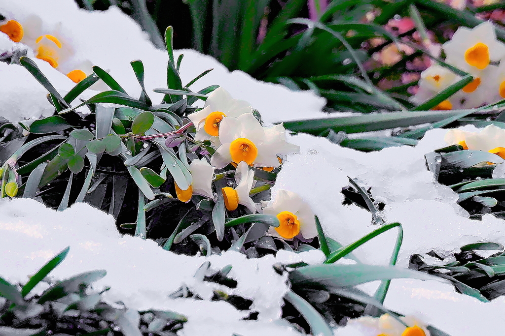 雪に埋もれる